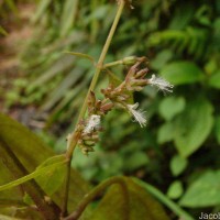 Pogostemon heyneanus Benth.